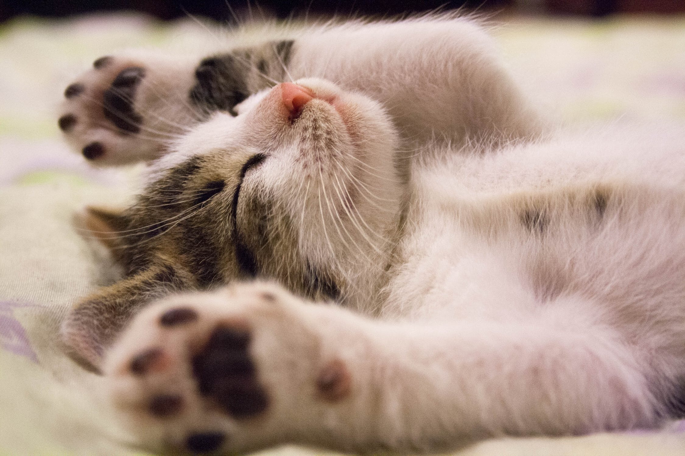 A relaxed sleeping kitten, representing the calm, socialized pets found through adoption