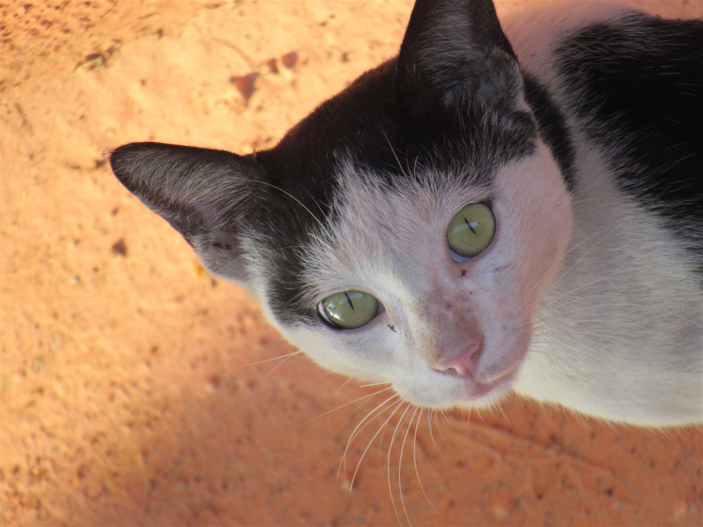 A kitten looking at the camera, illustrating the realistic costs of kitten ownership